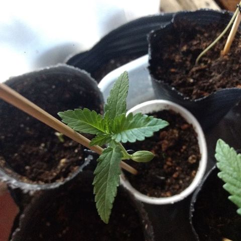 AK 47 growlog timeline photo