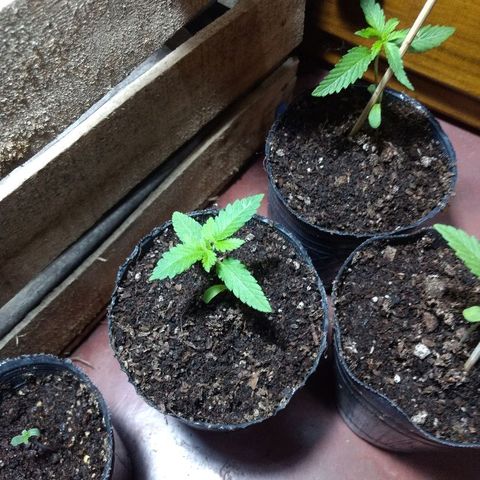 AK 47 growlog photo: AK-47 y Satiguachas transplantadas. 