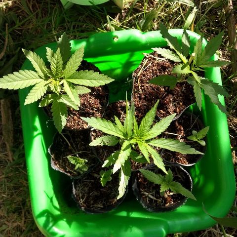 AK 47 growlog timeline photo