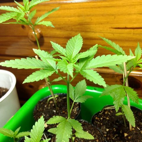 AK 47 growlog photo: Ya tiene 4 nudos y desarrolla el 5to. La última hoja ya tiene 5 folíolos. 