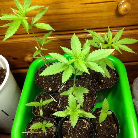AK 47 growlog photo: Ya tiene 4 nudos y desarrolla el 5to. La última hoja ya tiene 5 folíolos. 