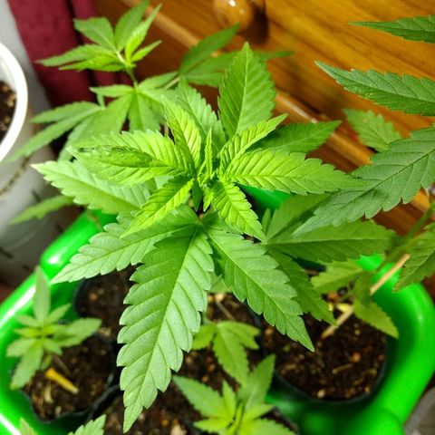 AK 47 growlog timeline photo