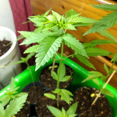 AK 47 growlog timeline photo