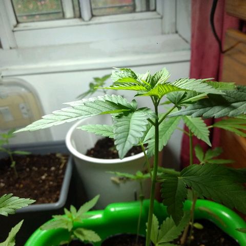 AK 47 growlog timeline photo