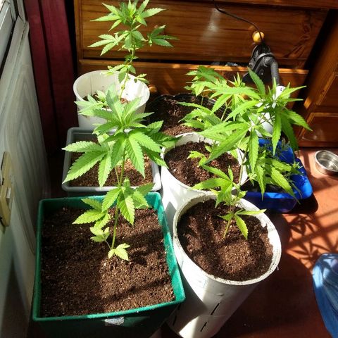 AK 47 growlog timeline photo