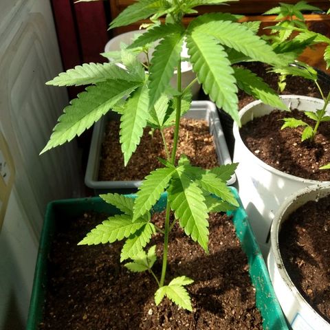 AK 47 growlog timeline photo