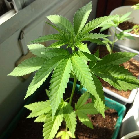 AK 47 growlog timeline photo