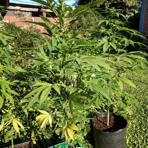 AK 47 growlog photo: Tiene semillas y perdió hojas de abajo. Capaz una carencia.