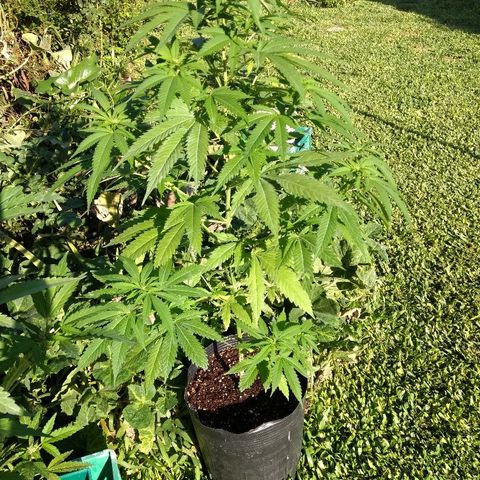 AK 47 growlog photo: Tiene semillas y perdió hojas de abajo. Capaz una carencia.