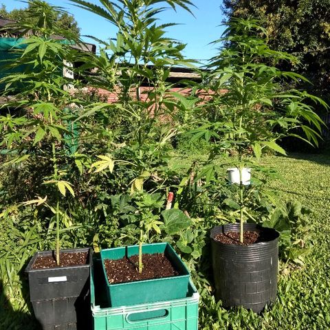 AK 47 growlog photo: Tiene semillas y perdió hojas de abajo. Capaz una carencia.