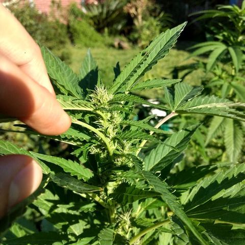 AK 47 growlog photo: Tiene semillas y perdió hojas de abajo. Capaz una carencia.