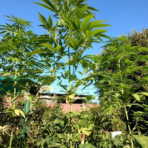 AK 47 growlog photo: Tiene semillas y perdió hojas de abajo. Capaz una carencia.