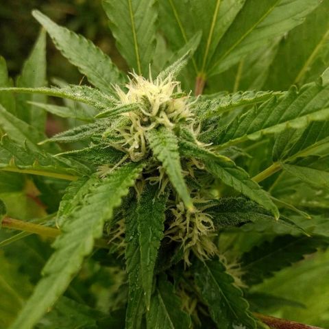 AK 47 growlog timeline photo