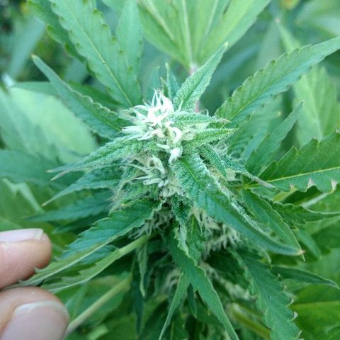 AK 47 growlog timeline photo