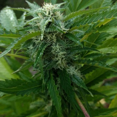 AK 47 growlog timeline photo