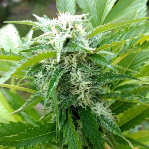 AK 47 growlog timeline photo