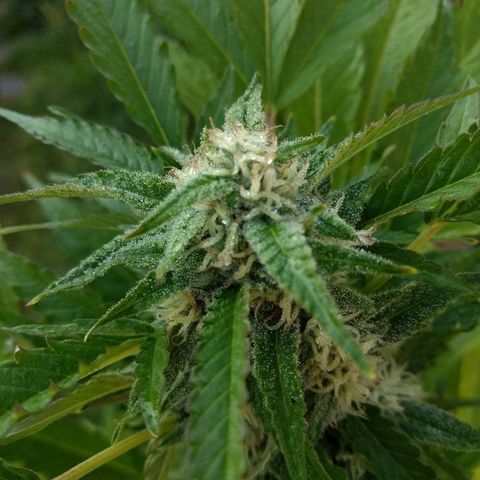 AK 47 growlog timeline photo