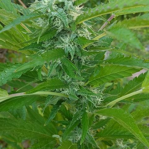AK 47 growlog timeline photo