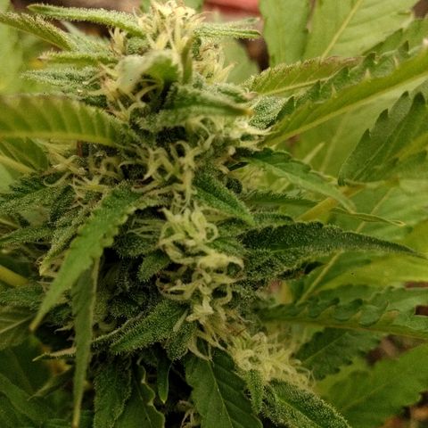 AK 47 growlog timeline photo