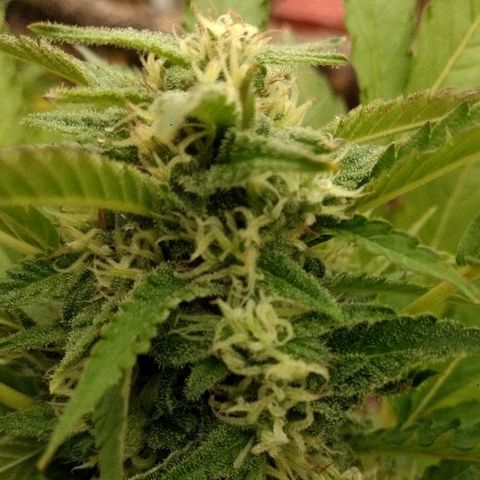 AK 47 growlog timeline photo