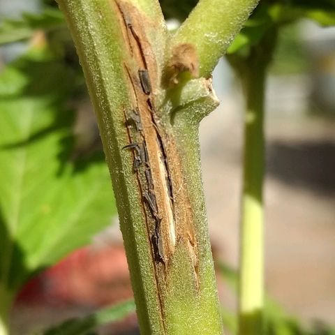 AK 47 growlog photo: Corteza rajada algo muerta y lo que creo que son hongos. Pinté con fungicida: mamboreta H