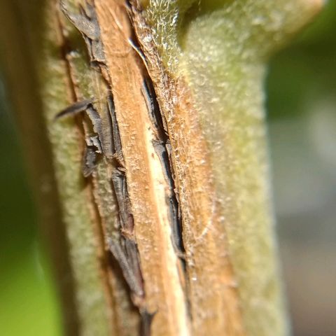 AK 47 growlog photo: Corteza rajada algo muerta y lo que creo que son hongos. Pinté con fungicida: mamboreta H
