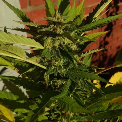 AK 47 growlog photo: 6 semanas 2 días
