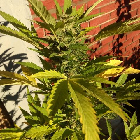 AK 47 growlog photo: 6 semanas 2 días
