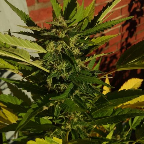 AK 47 growlog photo: 6 semanas 2 días
