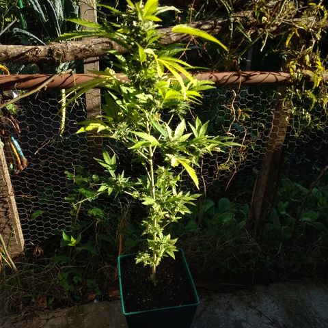 AK 47 growlog timeline photo