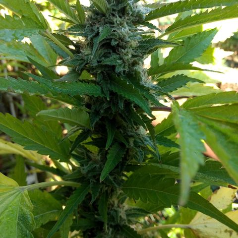AK 47 growlog timeline photo