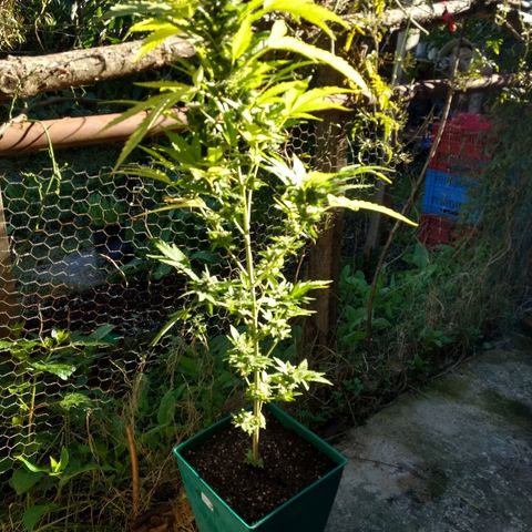 AK 47 growlog timeline photo