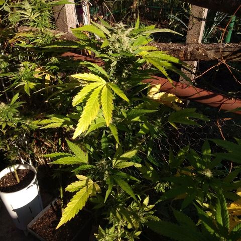 AK 47 growlog timeline photo