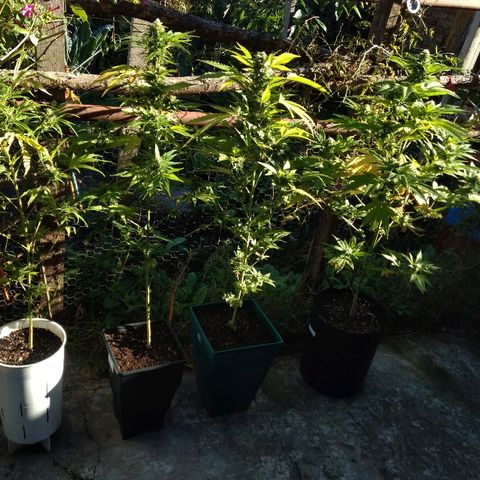 AK 47 growlog timeline photo