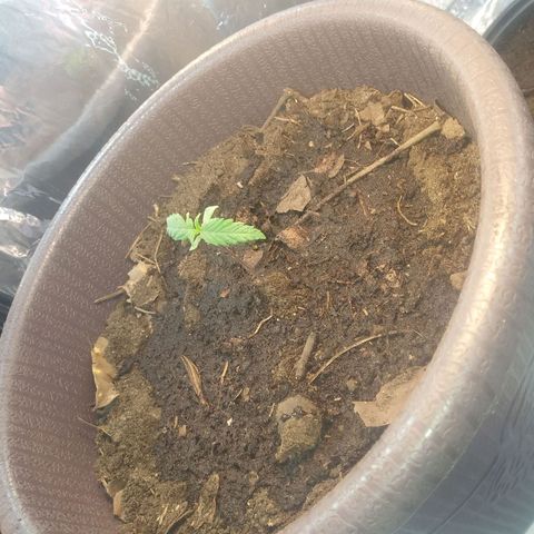 1 #05 growlog timeline photo