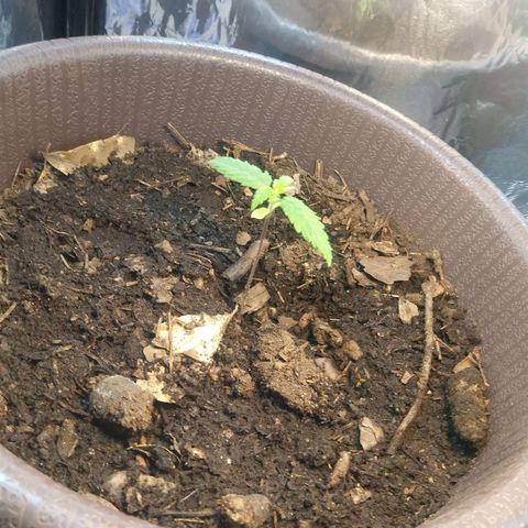 1 #05 growlog timeline photo