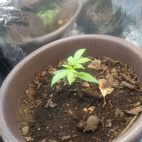 1 #05 growlog timeline photo
