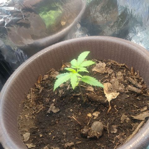 1 #05 growlog timeline photo