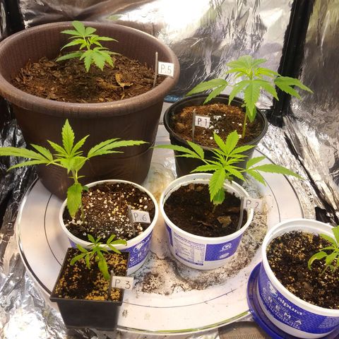 1 #05 growlog photo: 👽