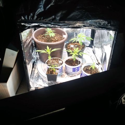 1 #05 growlog photo: 👽