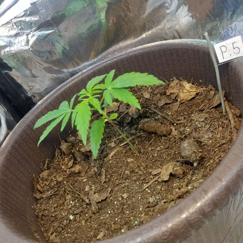 1 #05 growlog timeline photo