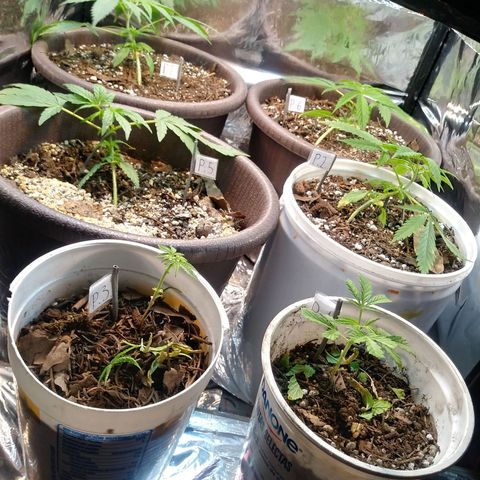 1 #05 growlog photo: Recién podadas ❤👽
