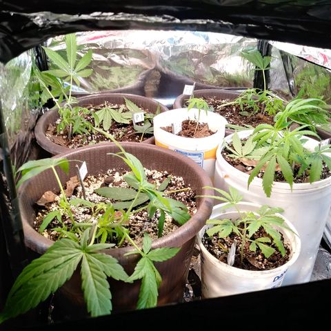 1 #05 growlog photo: Recien podadas, nuevamente. 