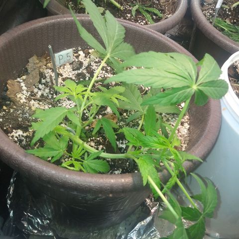 1 #05 growlog timeline photo