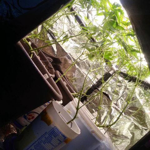 1 #05 growlog photo: Colocamos la maya para el método "scrog". Se le aplico poda de bajos, se le comenzó a aplicar un poco mas de fertilizante y nutriente ya que se comienza el proceso para pasar a floración.