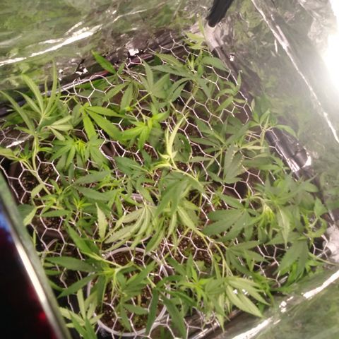 1 #05 growlog photo: Colocamos la maya para el método "scrog". Se le aplico poda de bajos, se le comenzó a aplicar un poco mas de fertilizante y nutriente ya que se comienza el proceso para pasar a floración.