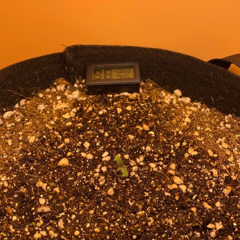 Gorilla Glue #4 Autoflower growlog timeline photo