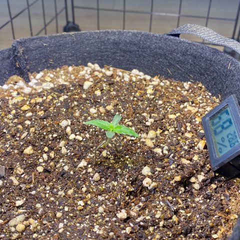 Gorilla Glue #4 Autoflower growlog timeline photo