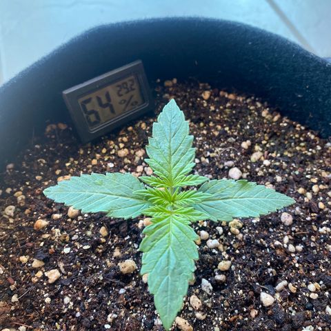 Gorilla Glue #4 Autoflower growlog timeline photo