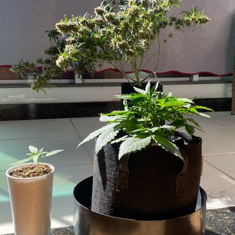 Gorilla Glue #4 Autoflower growlog timeline photo